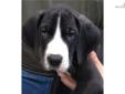 Price: $1450
This advertiser is not a subscribing member and asks that you upgrade to view the complete puppy profile for this Great Dane, and to view contact information for the advertiser. Upgrade today to receive unlimited access to NextDayPets.com.