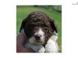 Price: $1500
CUTEST DOODLES ***Come see why time and time again, we have the best doodle puppies*** We have 8 week old puppies ready for their forever homes! ****Puppies will range from white to cream to reds to black**** ***We have both F1 and F1b's***