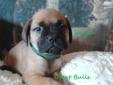 Price: $1200
hasta is a Energetic Girl. Absolutely Loves kids. Puppies will be Socialized companion pets or show/breeding puppies. Puppies come with 2 sets of shots, wormed, dewclaws removed, health guarantee, health certificate, shipping options: