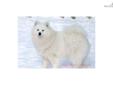 Price: $1650
This advertiser is not a subscribing member and asks that you upgrade to view the complete puppy profile for this Samoyed, and to view contact information for the advertiser. Upgrade today to receive unlimited access to NextDayPets.com. Your