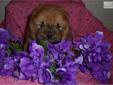 Price: $800
This advertiser is not a subscribing member and asks that you upgrade to view the complete puppy profile for this Chow Chow, and to view contact information for the advertiser. Upgrade today to receive unlimited access to NextDayPets.com. Your