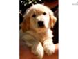 Price: $1200
Excellent Golden Retriever Puppies Ready From July 2013 through to Christmas 2013! Boys and girls! Traditional American to solid White Imported Champion lines! All superb quality! We have spent the last ten years working with the the most
