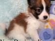 Price: $500
Video of this adorable puppy is available on our website at: www.newdesignskennel.com Little Nugget is just as sweet as sweet can be. He's soft, sweet, small and snuggly! His lovely white and sable coat, perfect markings and friendly