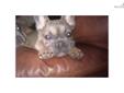 Price: $0
This advertiser is not a subscribing member and asks that you upgrade to view the complete puppy profile for this French Bulldog, and to view contact information for the advertiser. Upgrade today to receive unlimited access to NextDayPets.com.