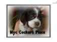 Price: $850
This advertiser is not a subscribing member and asks that you upgrade to view the complete puppy profile for this Cocker Spaniel, and to view contact information for the advertiser. Upgrade today to receive unlimited access to NextDayPets.com.