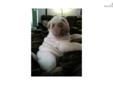 Price: $400
This advertiser is not a subscribing member and asks that you upgrade to view the complete puppy profile for this Chinese Shar-Pei, and to view contact information for the advertiser. Upgrade today to receive unlimited access to