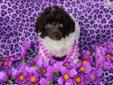 Price: $1800
AKC reg. Teacup Parti girl. This is the tiniest of girls, she is sweet and very happy, wrestles and plays with all the other dogs! She has been raised in our home with lots of love. Her tail and dewclaws are done and she is well started on