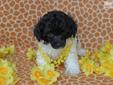 Price: $750
AKC reg. Tiny Toy Boy! This little guy will stay small, 4-5 lbs. He has been raised in our home with tons of love and is waiting to meet his new parents!! His tail and dewclaws have been done and he is well started on housebreaking.
Source: