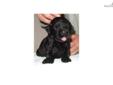 Price: $3000
This advertiser is not a subscribing member and asks that you upgrade to view the complete puppy profile for this Black Russian Terrier, and to view contact information for the advertiser. Upgrade today to receive unlimited access to
