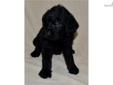 Price: $950
Cherie's mother is Cocoa my very calm and sweet chocolate Lab. Her father is my AKC Red Standard Poodle Pepi. Cherie is expected to be very healthy with hybrid vigor and a low to no shed coat. She will be socialized with small children and