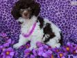 Price: $950
Dolly loves everyone she meets! She is AKC reg. and will stay small5-7lbs, her parents are both parti colored. Her tail and dewclaws have been done and she is well started on housebreaking. She has been raised in our home as part of the