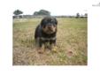 Price: $1000
This advertiser is not a subscribing member and asks that you upgrade to view the complete puppy profile for this Rottweiler, and to view contact information for the advertiser. Upgrade today to receive unlimited access to NextDayPets.com.