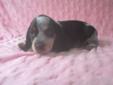 Price: $500
Malle is a little beagle pup AKC registered and Black tan and bluetick in color. Malle was born 03/03/2013 and will be ready for a new home the first weekend of May. She will have all of her first shots and come with her AKC registration
