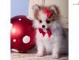 Price: $1495
This advertiser is not a subscribing member and asks that you upgrade to view the complete puppy profile for this Pomeranian, and to view contact information for the advertiser. Upgrade today to receive unlimited access to NextDayPets.com.