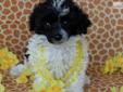 Price: $750
AKC reg. tiny toy parti poodle! This is the happiest, most playful little guy. His parents are both parti colored. He will stay small, 4-6 lbs. His tail and dewclaws are done.
Source: