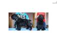 Price: $3000
This advertiser is not a subscribing member and asks that you upgrade to view the complete puppy profile for this Black Russian Terrier, and to view contact information for the advertiser. Upgrade today to receive unlimited access to