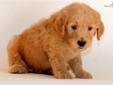Price: $1200
Mother is Envy my beautiful Golden Retriever from a show line. Envy is a devoted mother. Father is Pepi my red Standard Poodle also from a show line. Puppies are raised in my home & will be started on crate and toilet training. He will be up