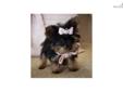 Price: $10000
This advertiser is not a subscribing member and asks that you upgrade to view the complete puppy profile for this Yorkshire Terrier - Yorkie, and to view contact information for the advertiser. Upgrade today to receive unlimited access to