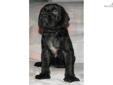Price: $1500
This advertiser is not a subscribing member and asks that you upgrade to view the complete puppy profile for this Mastiff, and to view contact information for the advertiser. Upgrade today to receive unlimited access to NextDayPets.com. Your