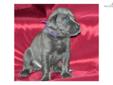 Price: $2500
This advertiser is not a subscribing member and asks that you upgrade to view the complete puppy profile for this Great Dane, and to view contact information for the advertiser. Upgrade today to receive unlimited access to NextDayPets.com.