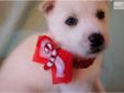 Price: $850
This advertiser is not a subscribing member and asks that you upgrade to view the complete puppy profile for this Siberian Husky, and to view contact information for the advertiser. Upgrade today to receive unlimited access to NextDayPets.com.