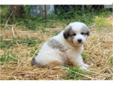 Price: $600
ASK ABOUT OUR $100 SPAY/NEUTER REBATE! "Hercules" is a sweet white puppy with badger markings. The litter was born April 7 to working livestock guardian parents (both on our farm). For local pickup/delivery, he will be ready to go at 6 weeks,