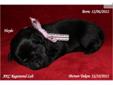 Price: $500
This advertiser is not a subscribing member and asks that you upgrade to view the complete puppy profile for this Labrador Retriever, and to view contact information for the advertiser. Upgrade today to receive unlimited access to