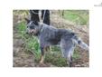 Price: $400
541 280 1537 http://rightwayranch.wordpress.com/ we raise old style Queensland Blue Heelers, our dogs go back to our original stock that were imported from Australia in the 1960s through the 90s we live in Oregon we ship or drive and meet.To
