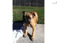 Price: $800
This advertiser is not a subscribing member and asks that you upgrade to view the complete puppy profile for this Olde English Bulldogge, and to view contact information for the advertiser. Upgrade today to receive unlimited access to