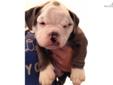 Price: $2400
This advertiser is not a subscribing member and asks that you upgrade to view the complete puppy profile for this Olde English Bulldogge, and to view contact information for the advertiser. Upgrade today to receive unlimited access to