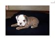 Price: $1800
Please call to arrange an appointment to meet this awesome ACA Registered English Bulldog puppy. (Closed Sundays) The perfect puppy for someone you love!! Vaccinations started. This puppy has been De-wormed as well. Health guaranteed. If you