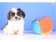 Price: $399
Ollie is a male ACA Shih Tzu!! Shih Tzu puppies will ONLY get to be around 10 to 12 pounds fully grown! He comes with a one year health warranty and is up to date on her shots and dewormings. He loves to run around the house playing with his