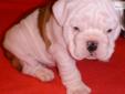Price: $1750
This advertiser is not a subscribing member and asks that you upgrade to view the complete puppy profile for this English Bulldog, and to view contact information for the advertiser. Upgrade today to receive unlimited access to