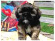 Price: $550
This is a Beautiful Golden with black mask & tips with some white Lhasa Apso puppy. He is a real sweetheart eager to give kisses and play. He enjoys being held and rough housing with his toys. He is a little guy weighing in at just a little