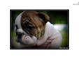 Price: $2500
This advertiser is not a subscribing member and asks that you upgrade to view the complete puppy profile for this English Bulldog, and to view contact information for the advertiser. Upgrade today to receive unlimited access to