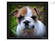 Price: $2500
This advertiser is not a subscribing member and asks that you upgrade to view the complete puppy profile for this English Bulldog, and to view contact information for the advertiser. Upgrade today to receive unlimited access to
