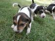 Price: $250
This advertiser is not a subscribing member and asks that you upgrade to view the complete puppy profile for this Treeing Walker Coonhound, and to view contact information for the advertiser. Upgrade today to receive unlimited access to