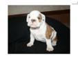 Price: $1800
Please call to arrange an appointment to meet this awesome ACA Registered English Bulldog puppy. (Closed Sundays) The perfect puppy for someone you love!! Vaccinations started. This puppy has been De-wormed as well. Health guaranteed. If you