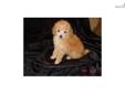 Price: $800
POODLE AKC SMALLER TOY MALE- ORANGE -- SHOW LINES- SMALL & STYLISH- SIRE IS ORANGE CH SIRED ABOUT 4 LBS- MOTHER IS LIGHT APRICOT- 6 LBS -CH SIRED -ONLY PUP IN LITTER- VERY SOCIAL- WILL E MAIL PEDIGREE INFORMATION AND PHOTOS THANKS 901- 458