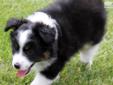 Price: $750
This advertiser is not a subscribing member and asks that you upgrade to view the complete puppy profile for this Miniature Australian Shepherd, and to view contact information for the advertiser. Upgrade today to receive unlimited access to