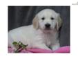 Price: $775
At http://www.albarkkennels.com this is ENGLISH CREME RETRIEVER: JEVONN (M). JEVONN is outgoing little boy. Loves to play around. Ready to go by May 14, 2013. The Kauffman family lives in beautiful Oakland, Maryland and have enjoyed raising