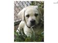 Price: $1250
Pal O' Mine is a stocky, muscular and compact lil' fellow put together beautifully with no one part taking precedent over another. He is very outgoing and friendly with a delightful personality. Puppy wants to be where you are. He shows no