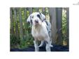 Price: $1200
This advertiser is not a subscribing member and asks that you upgrade to view the complete puppy profile for this Great Dane, and to view contact information for the advertiser. Upgrade today to receive unlimited access to NextDayPets.com.