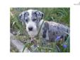 Price: $800
This advertiser is not a subscribing member and asks that you upgrade to view the complete puppy profile for this Great Dane, and to view contact information for the advertiser. Upgrade today to receive unlimited access to NextDayPets.com.