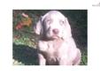 Price: $400
This advertiser is not a subscribing member and asks that you upgrade to view the complete puppy profile for this Weimaraner, and to view contact information for the advertiser. Upgrade today to receive unlimited access to NextDayPets.com.