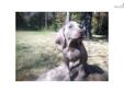 Price: $450
This advertiser is not a subscribing member and asks that you upgrade to view the complete puppy profile for this Weimaraner, and to view contact information for the advertiser. Upgrade today to receive unlimited access to NextDayPets.com.