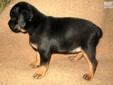 Price: $550
Super cute black/tan male Carlin Pinscher pup. Little Paco has lovely markings, and a good stocky build that says "little Rottie!" Paco is playful and funny, and loves a good snuggle. He will be available 6/24, and will be vet checked and