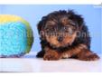 Price: $499
Paco is the most fun Yorkie you will find! Paco is going to be a great pet! He is also up to date on his shots and dewormings and comes with a one year health warranty. He can be microchipped for only $39.99!! Shipping is an additional $285 to