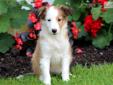 Price: $600
This Sheltie puppy is sweet as pie. She is spunky, playful and a ball of energy. This puppy is ACA registered, vet checked, vaccinated, wormed and health guaranteed. Both of her parents are on the premises and she is family raised with