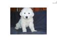 Price: $500
Home of over 50 Champions. Quality Great Pyrenees, bred for conformation, temperament, size and soundness for over thirty years. Well socialized puppies are not kennel raised or caged. They are microchiped, vaccinated and wormed. My dogs are